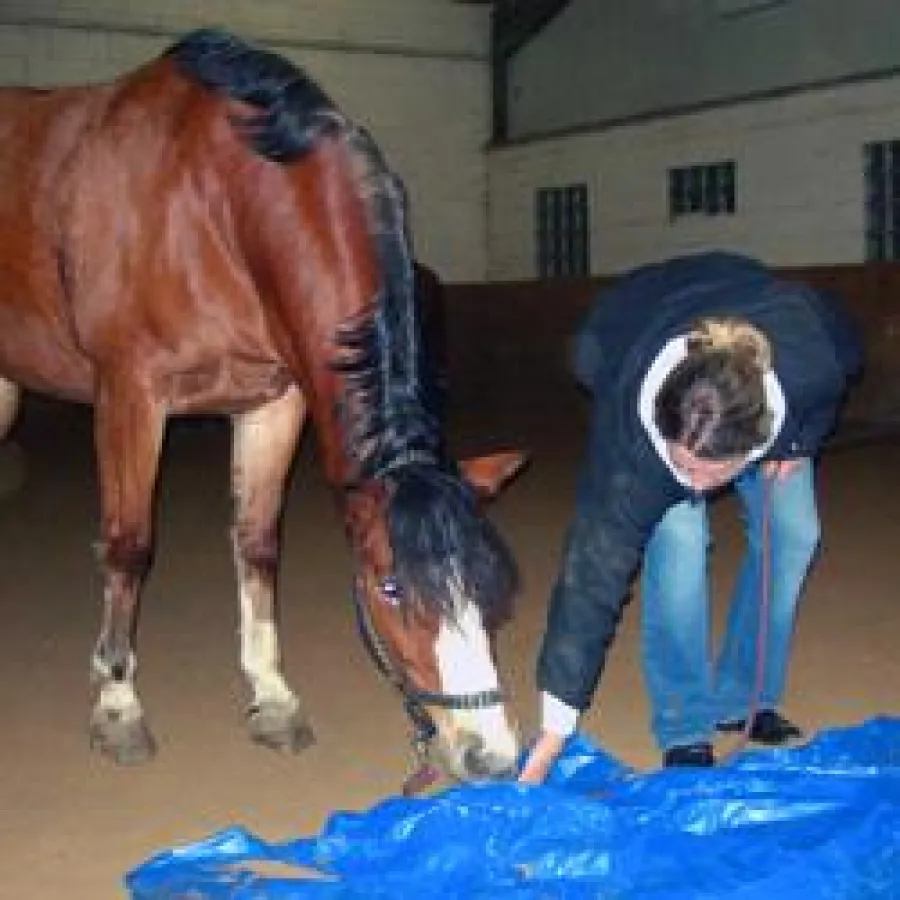 Kursteilnehmerin Babett Wilke zeigt Reitschulpferd Fallone eine gefährlich raschelnde Plane