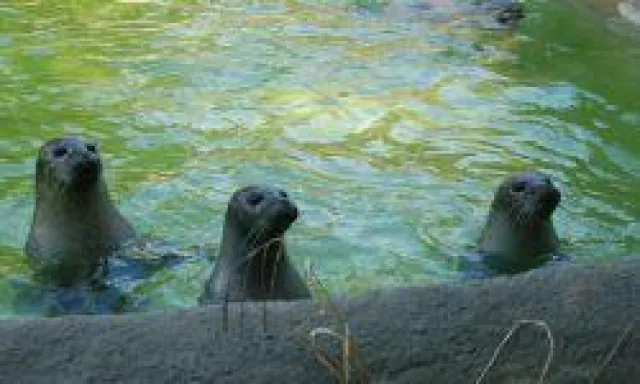 Bild: Flossen, Federn und Familie - Berlin Plaza und Hotel Astoria übernehmen Tierpatenschaften im Zoo Berlin