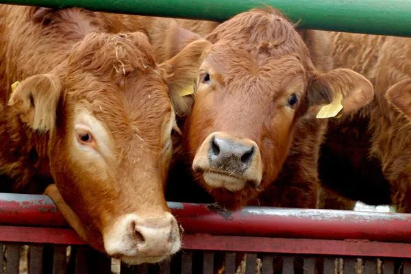 Bild: Das Töten trächtiger Rinder ist nicht akzeptabel