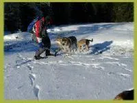 Bild: Urlaub mit Hund im Winter