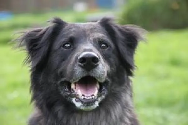 Bild: snackDOGS sättigt Zoe - Wilhelmshavener Firma übernimmt Futterpatenschaft für Waisenhund