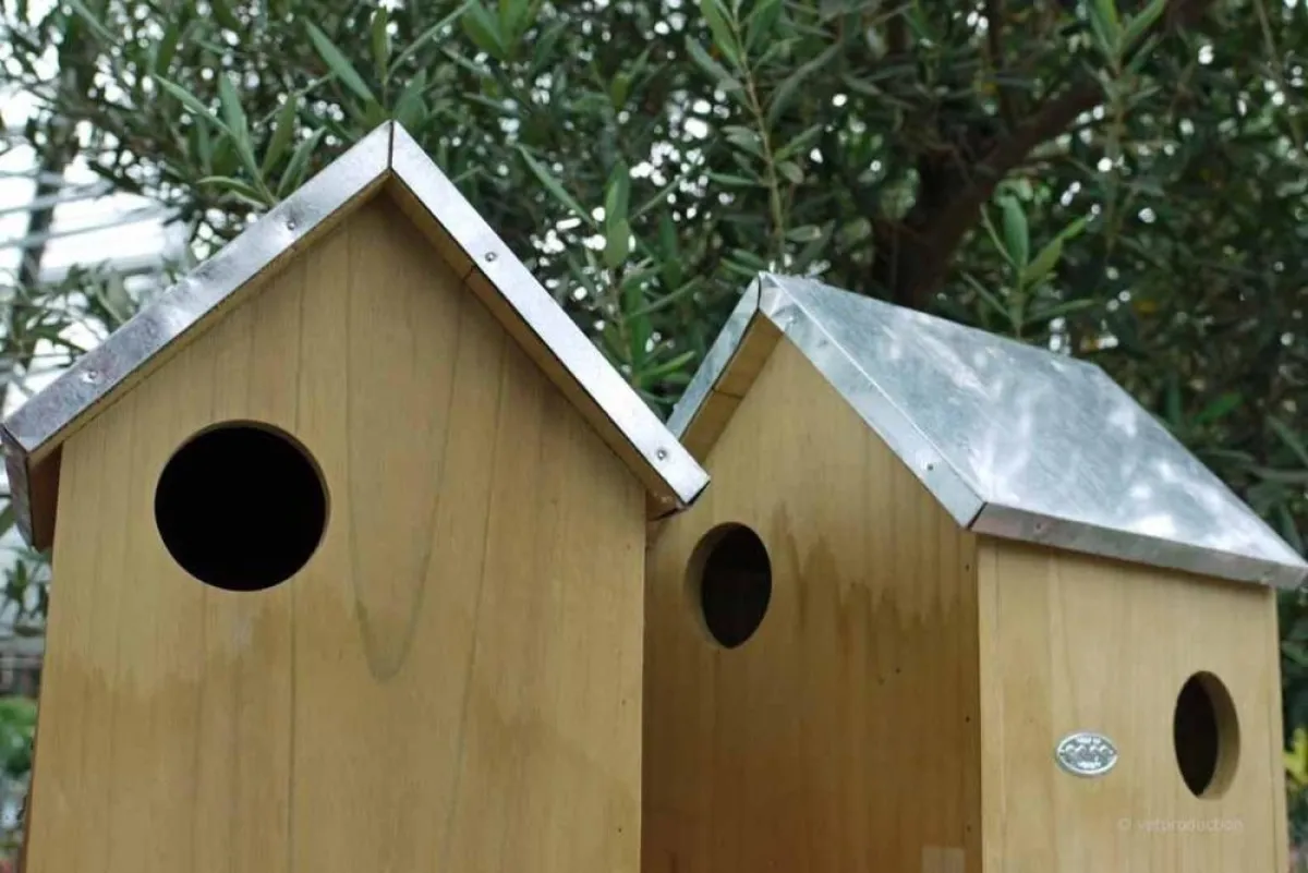 Futter im Vogelhaus: Zu unterscheiden sind  Weichfutter- und Körnerfresser. Foto: vetproduction