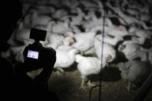 Bild: Tierrechtsverein nimmt Industrievertreter des RLV beim Wort und will in Ställen filmen