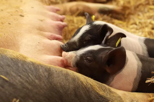 Bild: Über 700 Aussteller und Züchter bei der Brandenburgischen Landwirtschaftsausstellung dabei