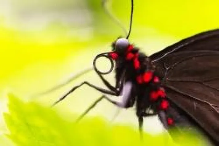 Bild: Schnupperkurs „Naturfotografie in der Kasseler Fuldaaue“