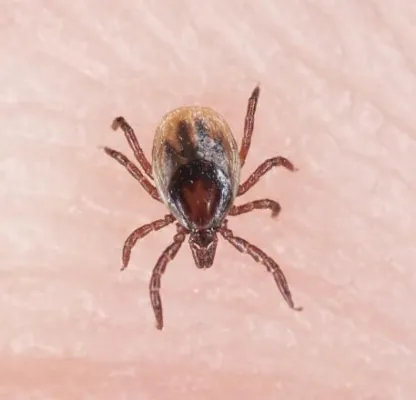 Bild: Neue Analysesoftware für Streifentests in der Routinediagnostik reduziert Diagnosefehler