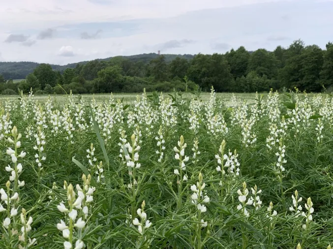Bild: Weltbodentag 2019: Lupinen – die natürlichen Bodenverbesserer