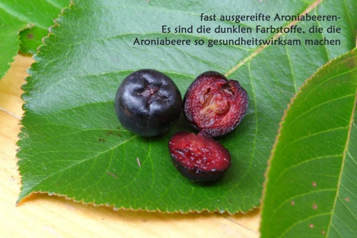 fast ausgereifte Aroniabeeren