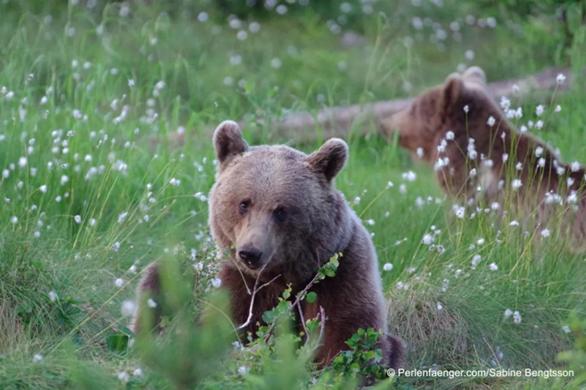 Wilde Braunbären in Schweden - dieses Bild von Sabine Bengtsson entstand auf einer unserer Touren