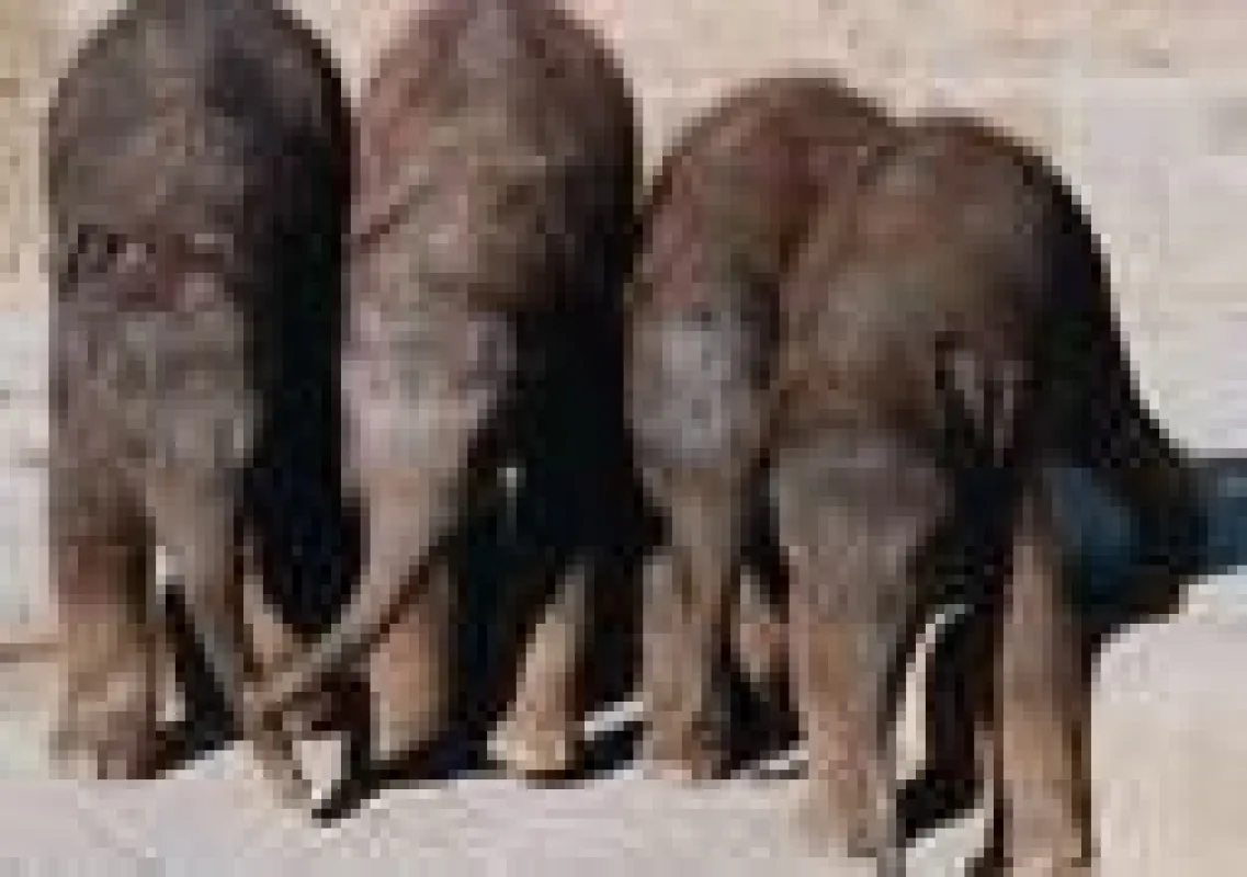 Saphira, Nuka, Dinkar und