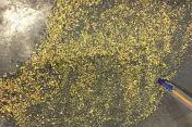 Bild: Orinoco Gold: Spekulativer Kauf mit Kursziel 0,25 AUD