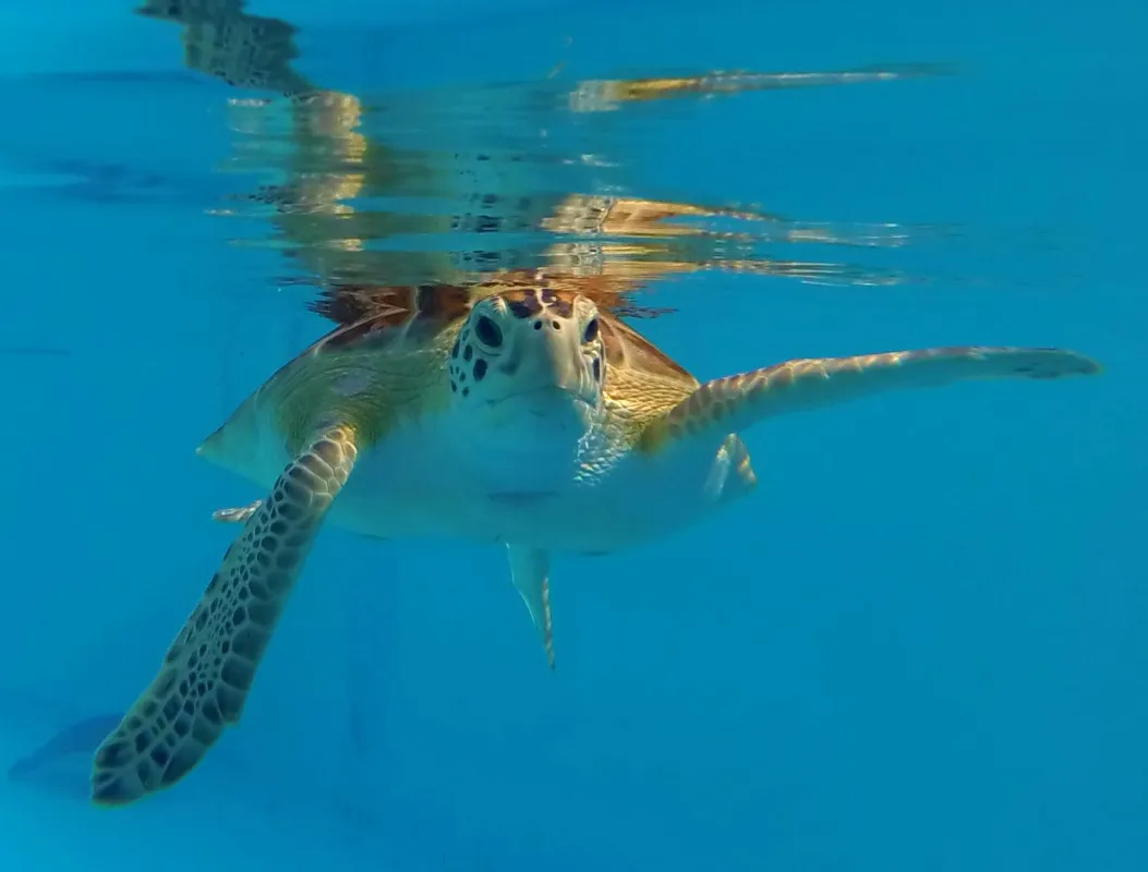 Auf Tauchstation (c) Turtle Hospital