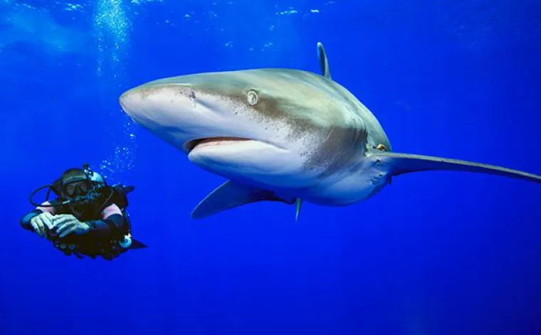 Bild: Sam’s Tours Palau und Stuart Cove’s Dive Bahamas rühren auf der boot 2019 die (Los-)Trommel für den Haischutz