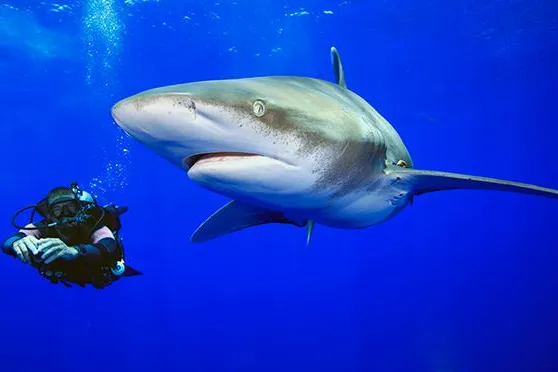 Sam’s Tours Palau und Stuart Cove’s Dive Bahamas rühren auf der boot 2019 die (Los-)Trommel für den Haischutz Bild: Sam’s Tours Palau und Stuart Cove’s Dive Bahamas rühren auf der boot 2019 die (Los-)Trommel für den Haischutz