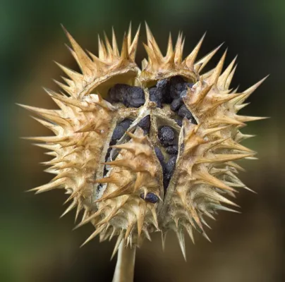 Bild: Fotoseminar „Pflanzenfotografie draußen und drinnen“ im Botanischen Garten und im Palmengarten Frankfurt
