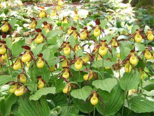 Orchideenwanderung an Pfingsten Bild: Orchideenwanderung an Pfingsten