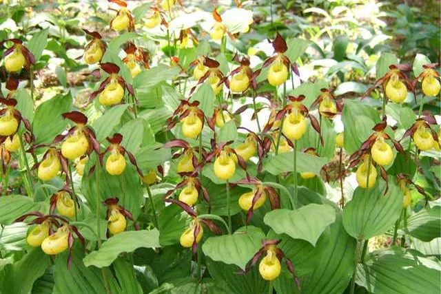 Bild: Orchideenwanderung an Pfingsten