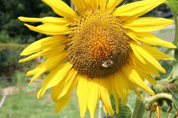 Waldforscher Kindergärten laden ein zum 1. Waldforscher Schnuppertag Bild: Waldforscher Kindergärten laden ein zum 1. Waldforscher Schnuppertag