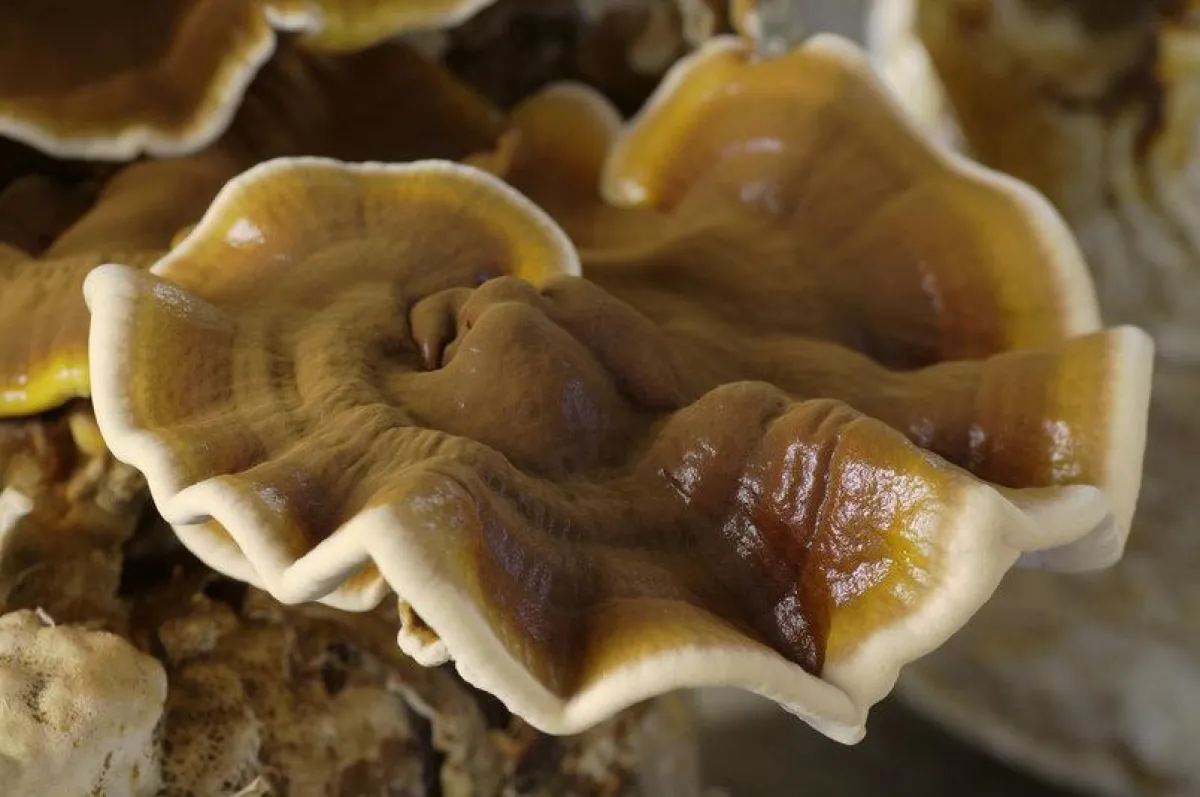 Reishi, in Ostasien traditionell wertgeschätzt als Pilz des tausendjährigen Lebens. Foto: © MykoT