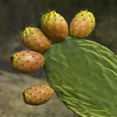 Bild: Fotografieren auf La Palma, der grünsten und landschaftlich vielfältigsten der Kanarischen Inseln