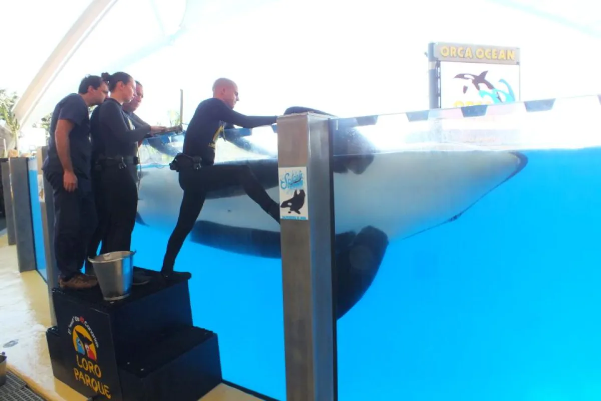 Die Orcahaltung im Loro Parque erfolgt auf dem modernsten Stand der Wissenschaft. | Foto: zoos.media