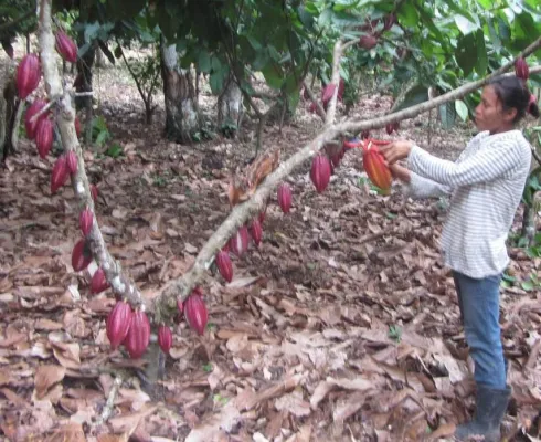 Bild: Deutsche Welle berichtet positiv über CacaoInvest-Projekt in Peru