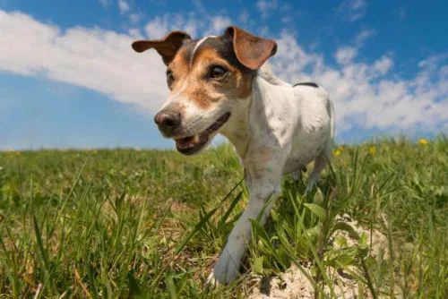 Gefährliche Parasiten per Schneckenpost – Achtung: Lungenwürmer durch Grasfressen Bild: Gefährliche Parasiten per Schneckenpost – Achtung: Lungenwürmer durch Grasfressen