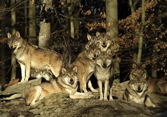 Bild: Romantische Straße: Heulen mit den Wölfen