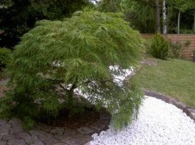 Bild: Garten Feng Shui in Othmarschen