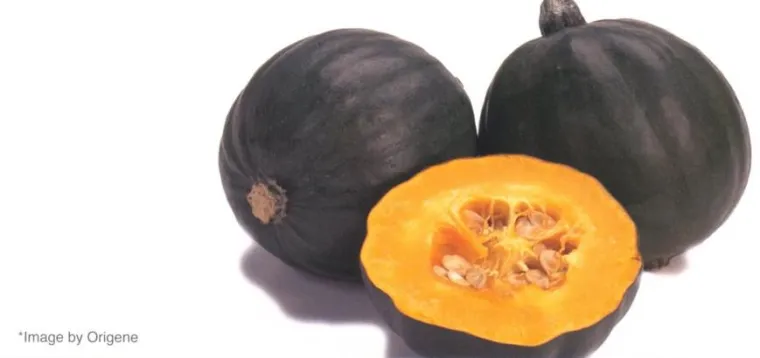 Bild: Löffel Dir einen. Der Kürbis “Butter Cream” eignet sich auch perfekt fur die schnelle Mikrowelle.