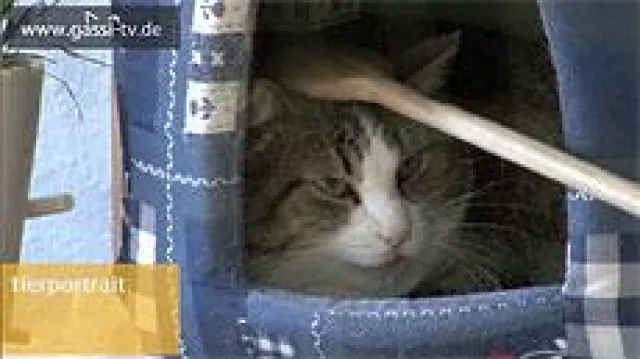 Bild: GASSI-TV Wochenüberblick