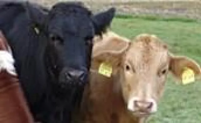 Wenn Berta zuwenig Milch gibt - die unbekannte Wirkung eines bekannten Gewürzes Bild: Wenn Berta zuwenig Milch gibt - die unbekannte Wirkung eines bekannten Gewürzes