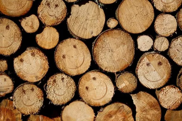 Bild: Leitfaden für nachhaltige Geldanlagen der EKD - Einbeziehung von Experten bei Forstinvestitionen empfohlen