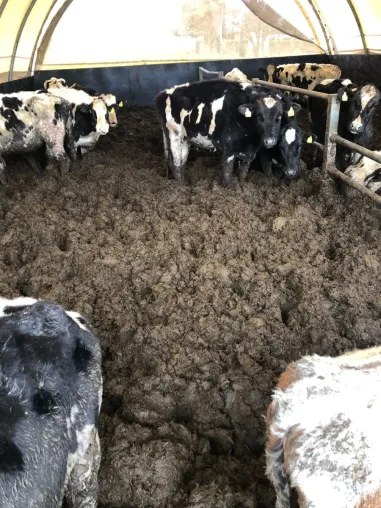 Bild: Katastrophale Zustände in einem Rinderbetrieb bei Callenberg (Landkreis Zwickau)