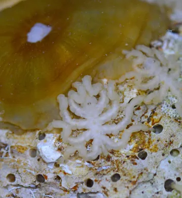 Die spinnen, die Asselspinnen: Was ihr Genom über ihren bizarren Körperbau verrät Bild: Die spinnen, die Asselspinnen: Was ihr Genom über ihren bizarren Körperbau verrät