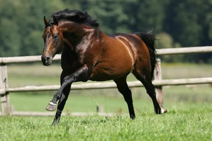 Bild: Isarländer Beschäler Desert Prince weiter top