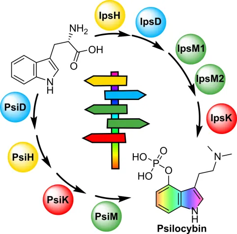 Bild: Zauberpilze erfinden Wirkstoff zweimal