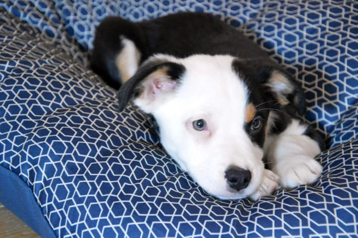 Nicht nur der Hund muss lernen, damit Kind und Hund zum tollen Team werden. Copyright: Marion Friedl