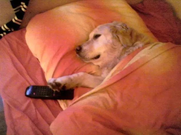 Bild: Das Schild "Warnung vor dem Hund" bedeutet keineswegs einen Haftungsausschluss