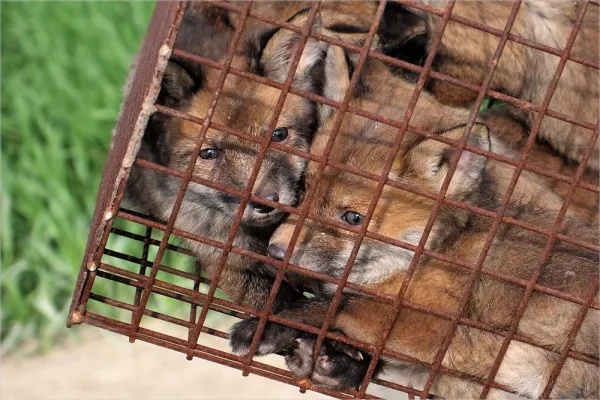 Bild: Ab dem 01.04.2015 ist in Luxemburg die Fuchsjagd verboten