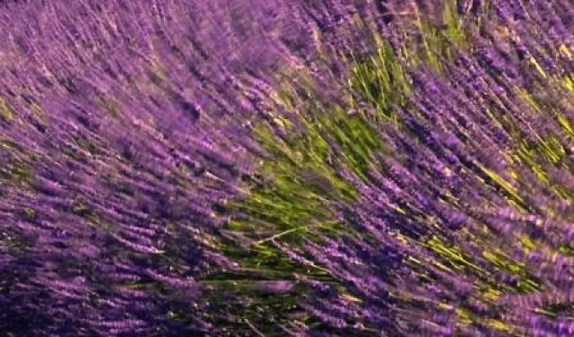 Bild: Kleine Gesundheitsfibel für die Blumenwelt (Teil 2)