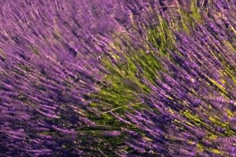 Bild: Kleine Gesundheitsfibel für die Blumenwelt (Teil 2)