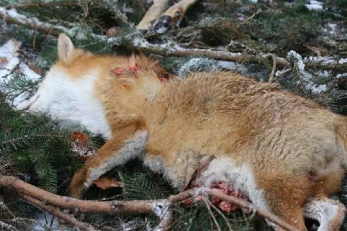 Fuchs mit 3 Schusswunden - Bild B. Pelli