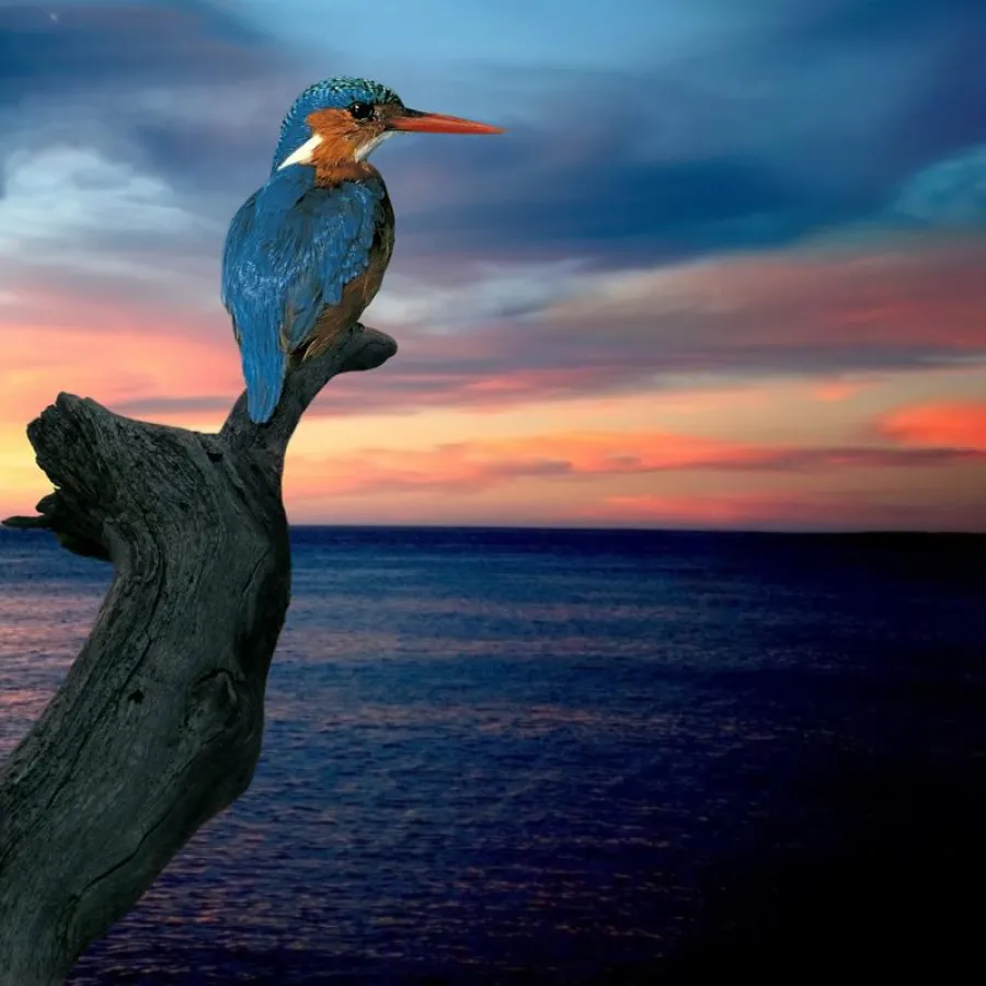 Der Eisvogel – bei OrganicStyle.de Symbol für eine intakte Umwelt (Bild: Fotolia)