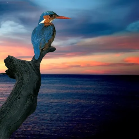 Bild: ORGANICSTYLE.de – David Kämpft…