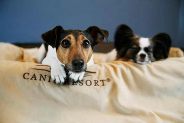 Hunde Luxus pur und das passende Betreuungsangebot für jede Situation Bild: Hunde Luxus pur und das passende Betreuungsangebot für jede Situation