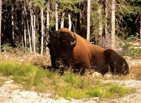 Auf der Spur der kanadischen Diamanten - Mietwagenrundreise in Kanadas ursprünglichen Norden Bild: Auf der Spur der kanadischen Diamanten - Mietwagenrundreise in Kanadas ursprünglichen Norden