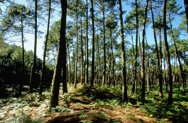 Bild: Aktuelle Studie: Meereskiefernextrakt lindert Symptome bei Restless-Legs-Syndrom