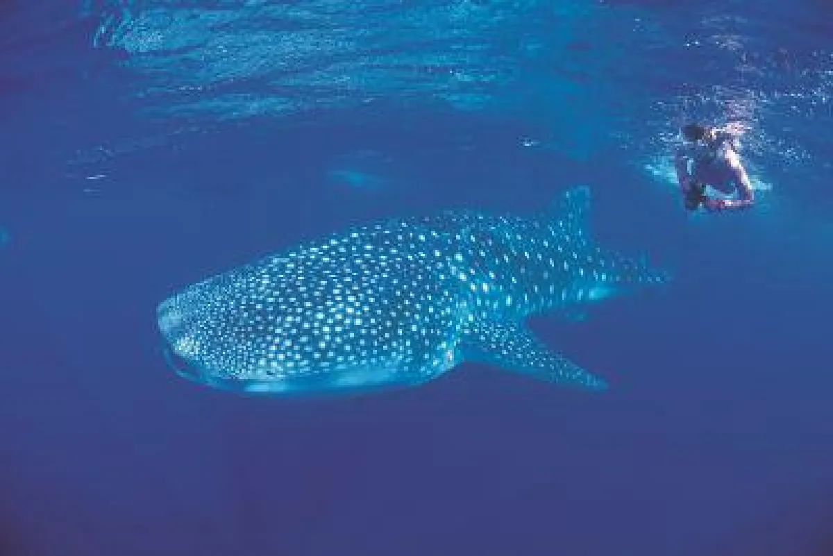 Snorkelling with a whale shark (c)TourismWesternAustralia