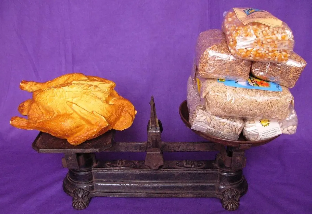 Die Waage zeigt es deutlich an: Knapp 3,5 Kilogramm hochwertige Grundnahrungsmittel werden als Mastfutter benötigt, um ein küchenfertiges Masthühnchen von 1200 Gramm zu erhalten. Von dieser Menge würd